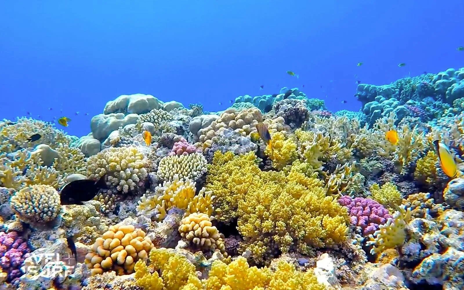 Great coral reef