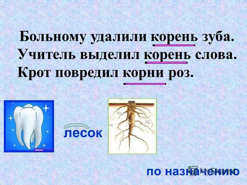 Выделить корни в предложенных словах. Предложение со словом корень. Составить предложение со словом корень зуба. Какие части корня.