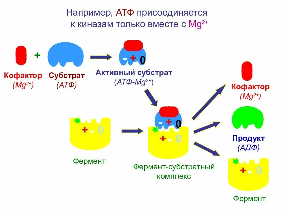 Атф субстрат. Фосфоглицераткиназа катализирует. Процесс окислительного фосфорилирования механизм. Фермент-субстратный комплекс это в биохимии. Субстратное фосфорилирование реакция синтеза.