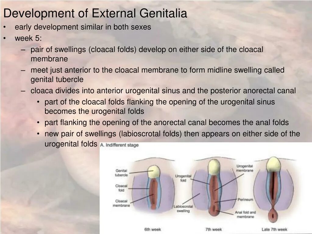 Эписпадия. Make a logical Chain of layers of the urogenital Triangle from inside to outside.
