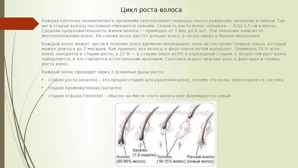 Рост волос интенсивное. Стадии развития волоса. Фазы развития волоса. Средняя Продолжительность фазы роста волоса составляет. Стадии цикла роста волос.