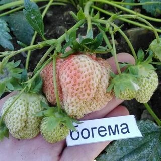 Клубника богема