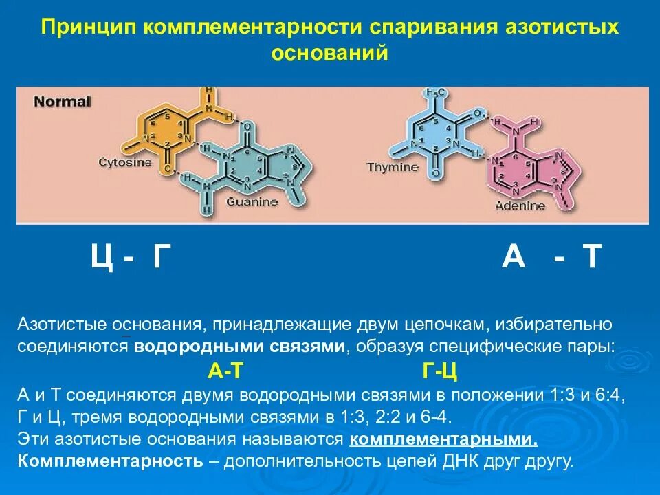 Комплементарные пары нуклеиновых оснований. Комплементарность ДНК И ДНК. РНК комплементарность строение. Комплементарные пары азотистых оснований РНК. Комплиментарная пара