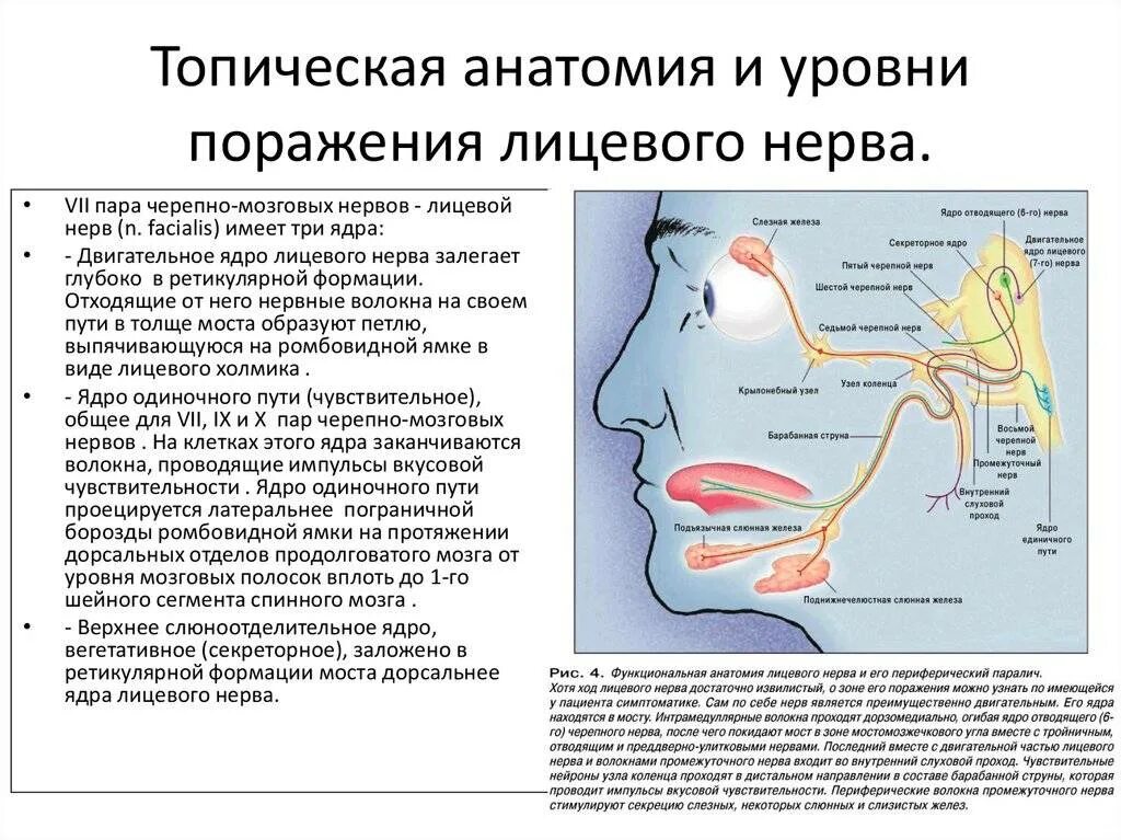 Лицевой нерв после операции. Уровни поражения при невропатии лицевого нерва. Схема поражения лицевого нерва на разных уровнях. Клинические проявления повреждения ветвей лицевого нерва. Неврит невропатия тройничного нерва.