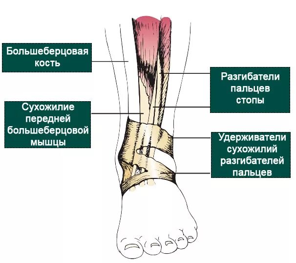 Сухожилие большеберцовой мышцы