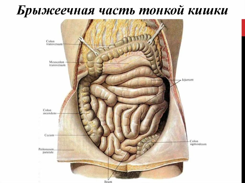 Корень брыжейки тонкой кишки расположен. Корень брыжейки тонкой кишки расположен. Расположения корня брыжейки тонкой кишки\. Брыжейка толстой кишки анатомия. Корень брыжейки тонкой кишки расположен.
