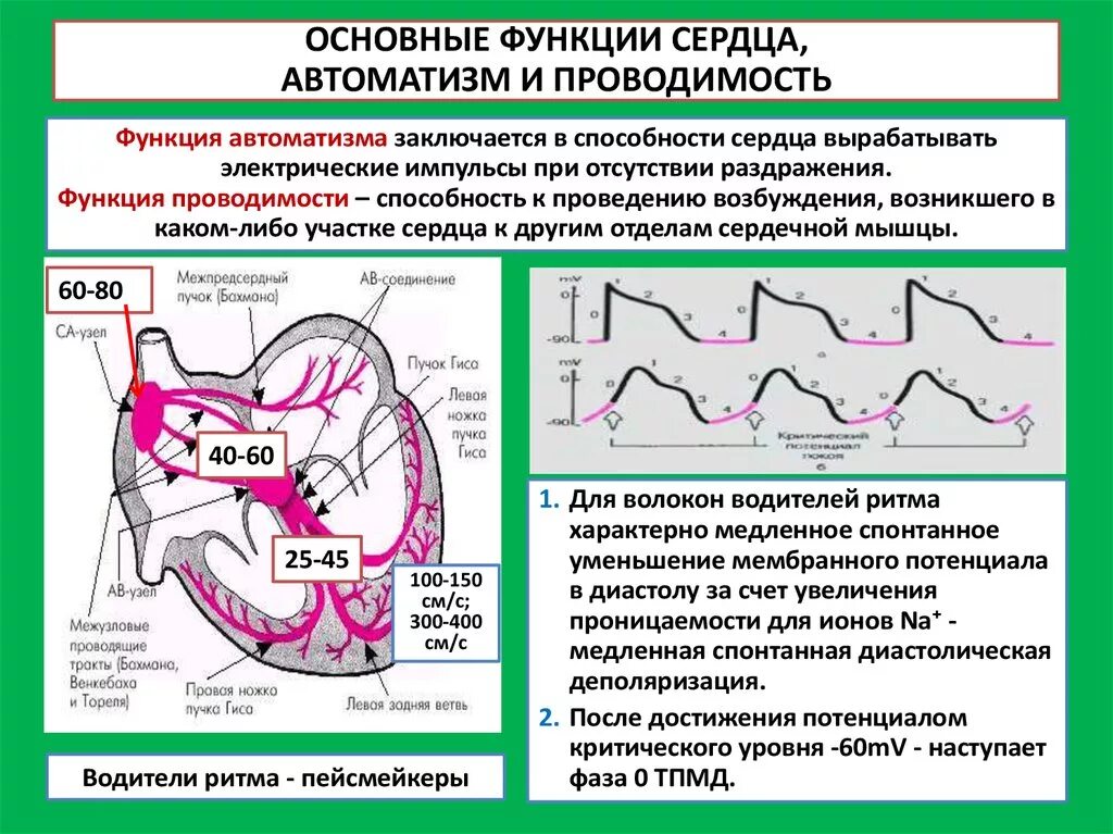 Функции проводящей системы сердца. Автоматизм. Основные функции сердца ЭКГ. Проводящая система сердца схема с ЭКГ. Проводящая система сердца. Автоматия сердца..