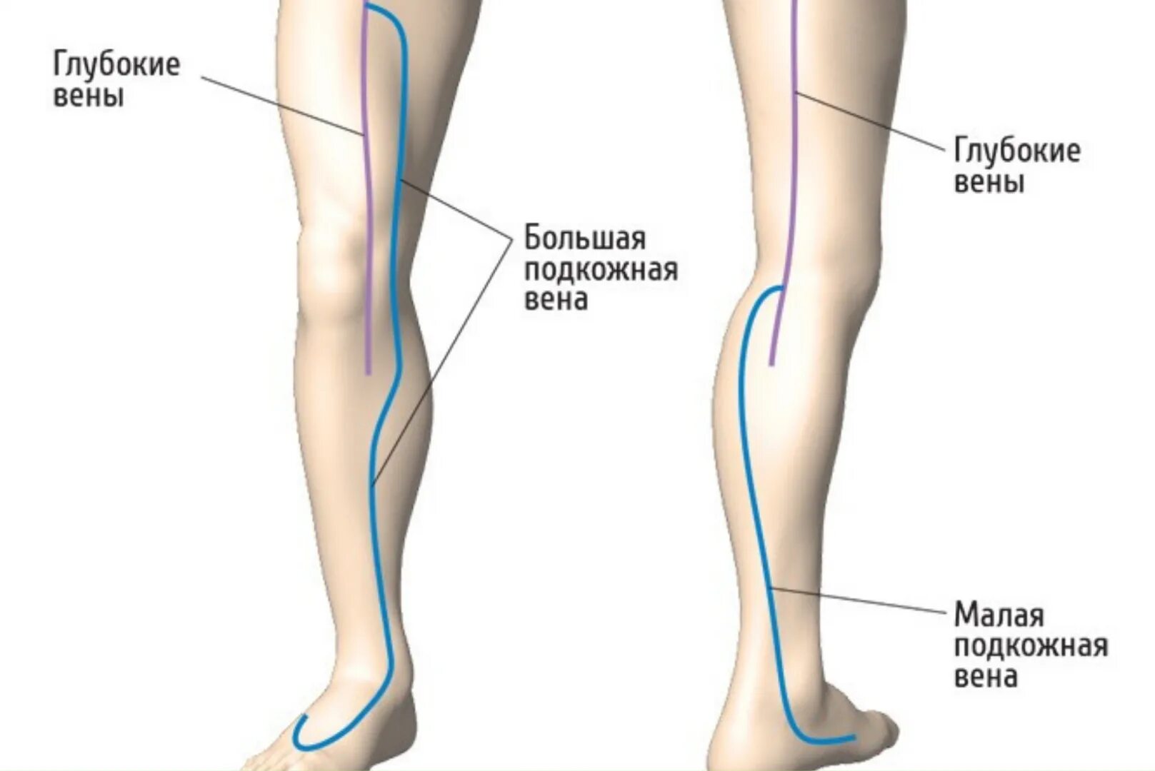 Большая и малая подкожная Вена ноги. Большая подкожная Вена ноги (Vena saphena Magna). Малая подкожная Вена бедра. Малая подкожная Вена голени. Тромбоз бпв