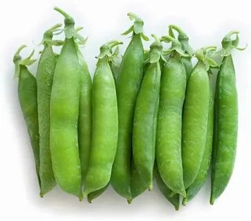 Pisum sativum pea
