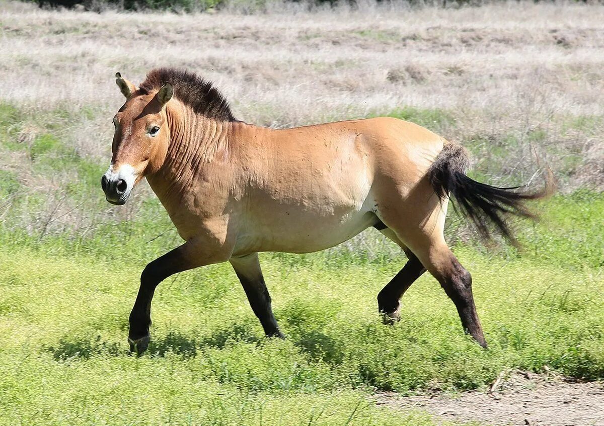 Лошадь Пржевальского. Лошадь Пржевальского Equus przewalskii. Пржевальский лошадь Пржевальского. Дикая лошадь лошадь Пржевальского. Почему лошадь пржевальского