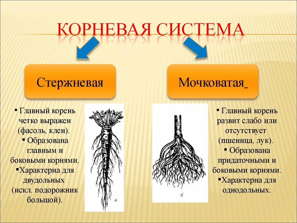 Корневые и мочковатые корни растений. Корневые системы растений 6 класс мочковая. Мочковатая корневая система это в биологии 6 класс. Корневые системы растений 6 класс мочковатая главный корень.