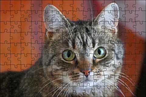 6 1 кошка
