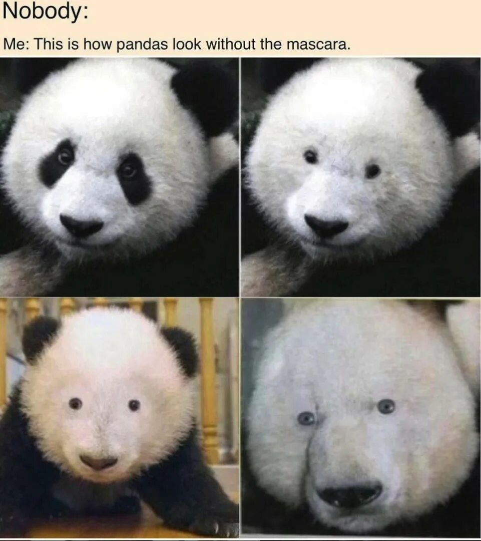 Панда без кругов. Панда без черных пятен. Панда без пятен вокруг глаз. Панда без черных пятен на глазах. Панда без черных кругов.