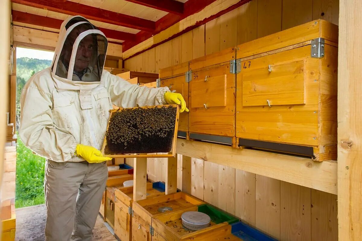 Видео пчеловодство новинки. Bienenhaus улья. Современное Пчеловодство. Улей для пчел. Пасечный домик.