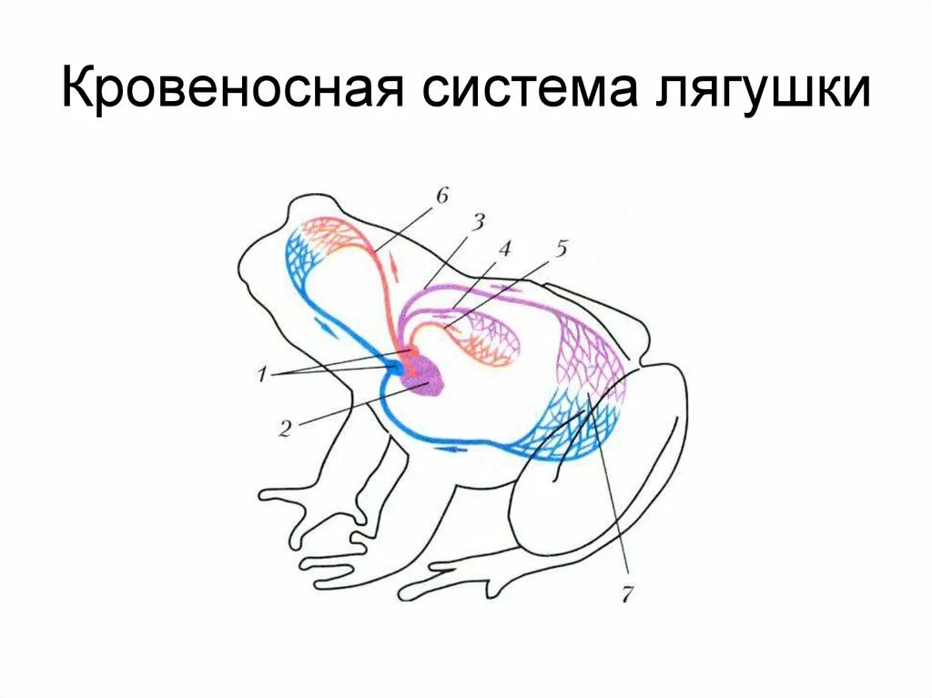 Особенность кровообращения земноводных. Схема кровеносной системы лягушки. Схема кровеносной системы лягушки лягушки. Рисунок схема кровеносной системы лягушки. Схема строения кровеносной системы лягушки.