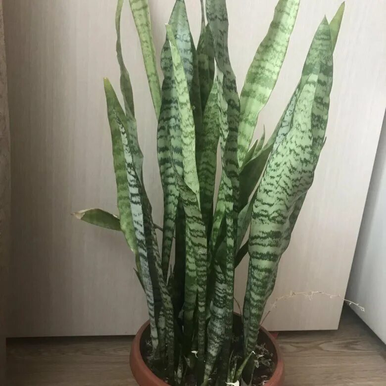 сансевьера полосатая. сансевиерия лауренти (тещин язык). сансевиерия лауренти щучий хвост. сансевиерия гиацинтовая sansevieria hyacinthoides. сансевиерия трехполосная (щучий хвост).