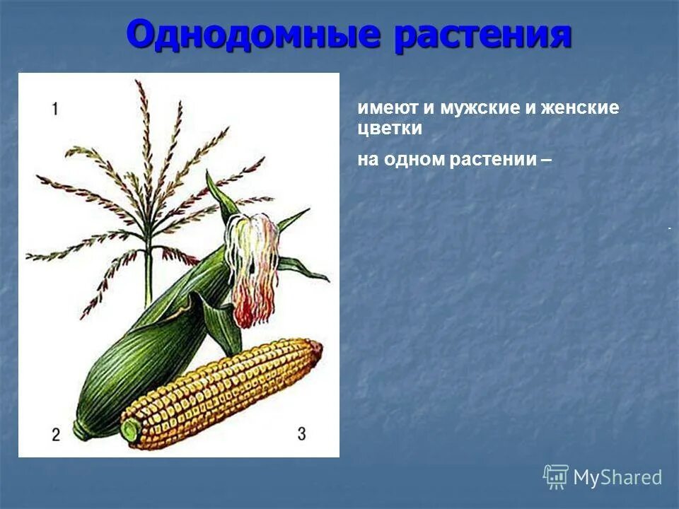 Обоеполые однодомные двудомные. Однодомные растения это в биологии 6 класс. Однодомные цветки кукурузы. Однодомные и двудомные растения схема. Однодомными называют растения.