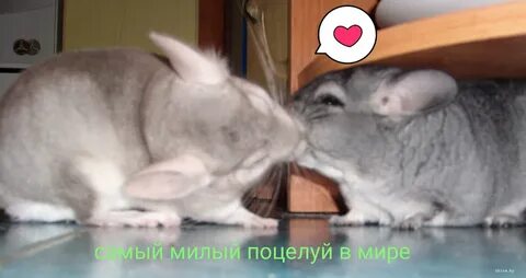 2 шиншиллы