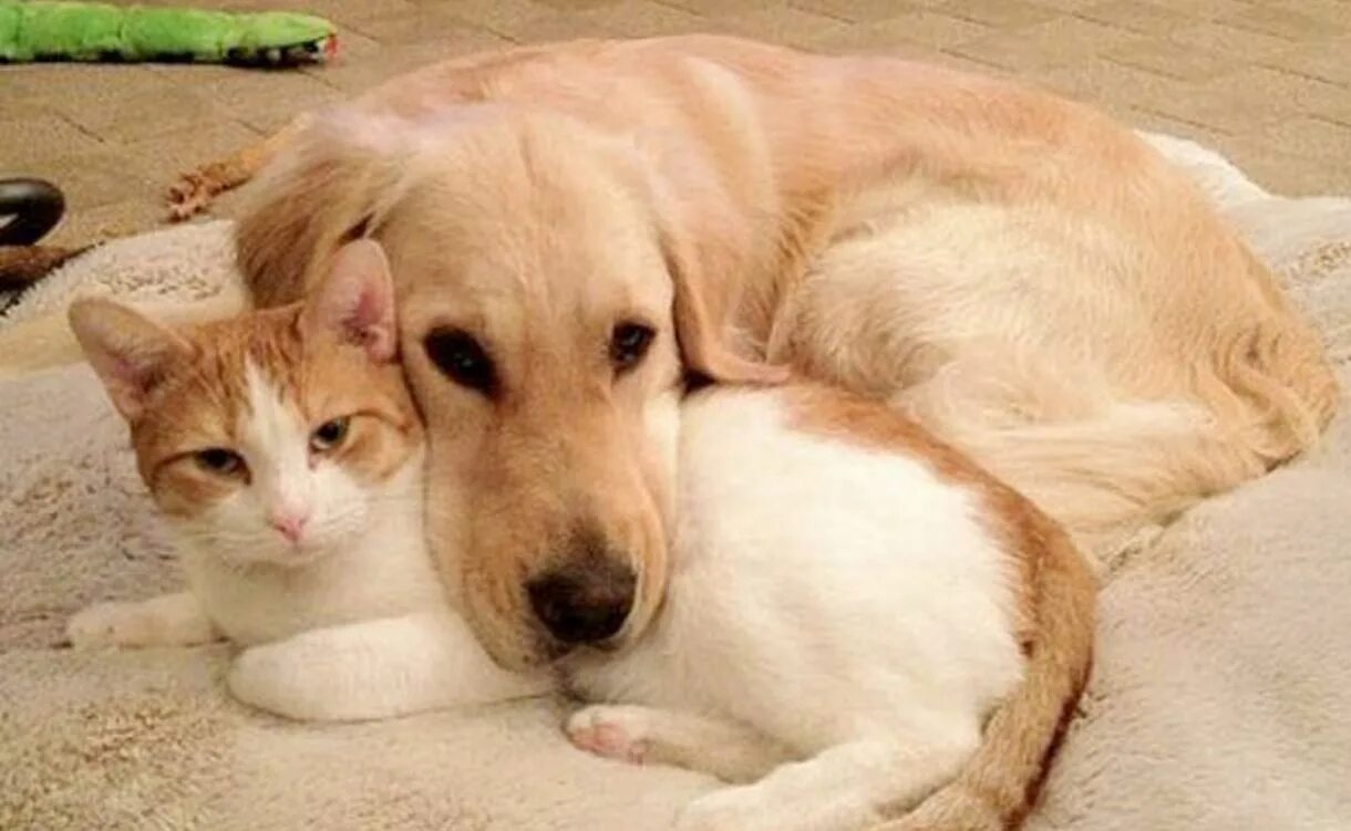 Где кошка собака. Кот и собака лежат вместе. Кошка лежит на собаке. Лабрадор и рыжий кот. Кошка с собакой вместе лежить.