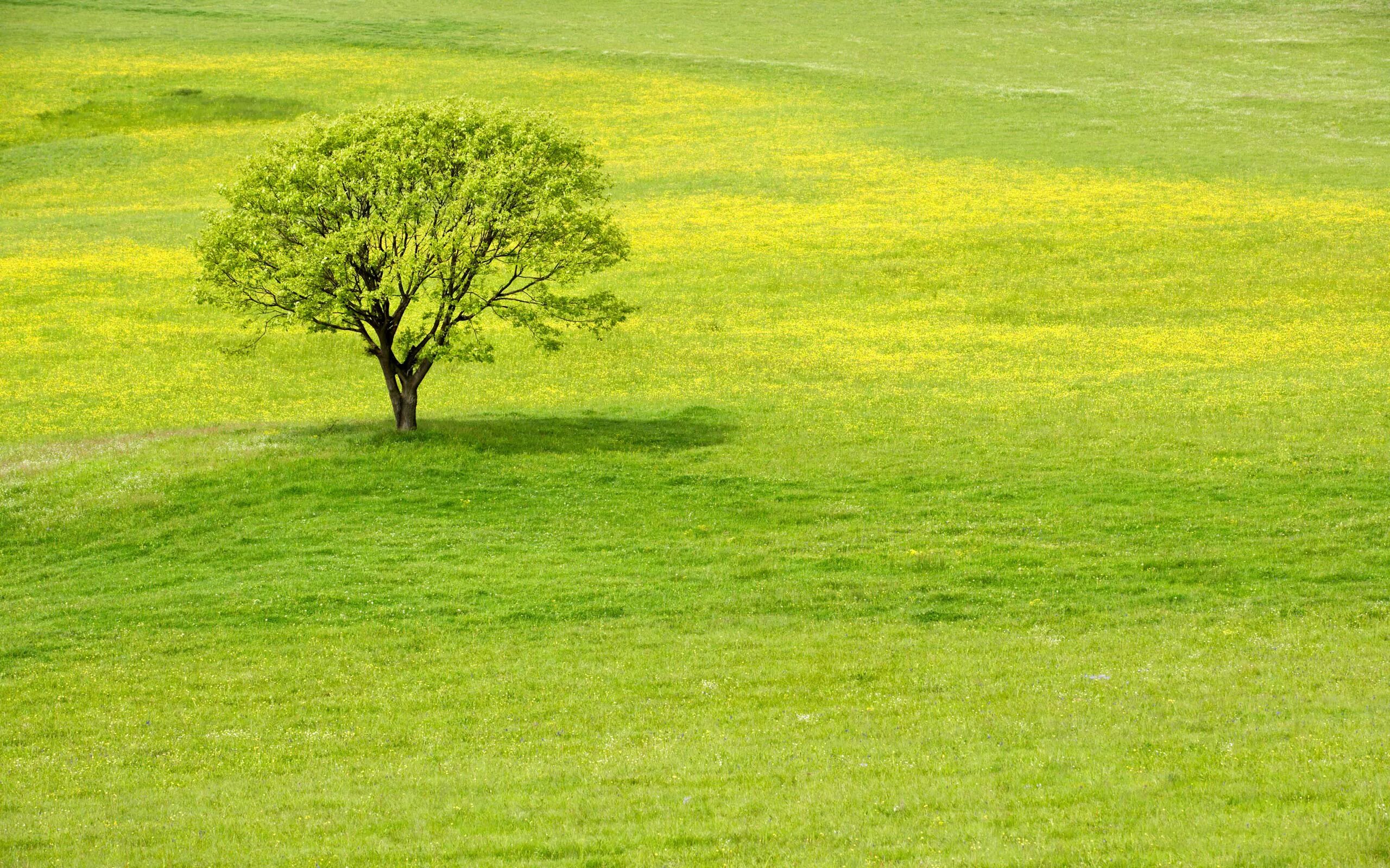 Grass trees