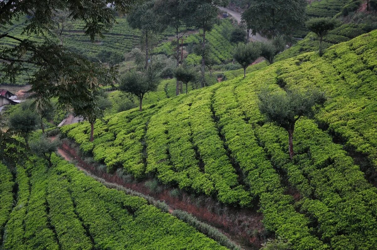 Виды плантаций. Плантация фейхоа Абхазия. Кобулети Грузия чайные плантации. Коста Рика кофейные плантации. Камерун чайные плантации.