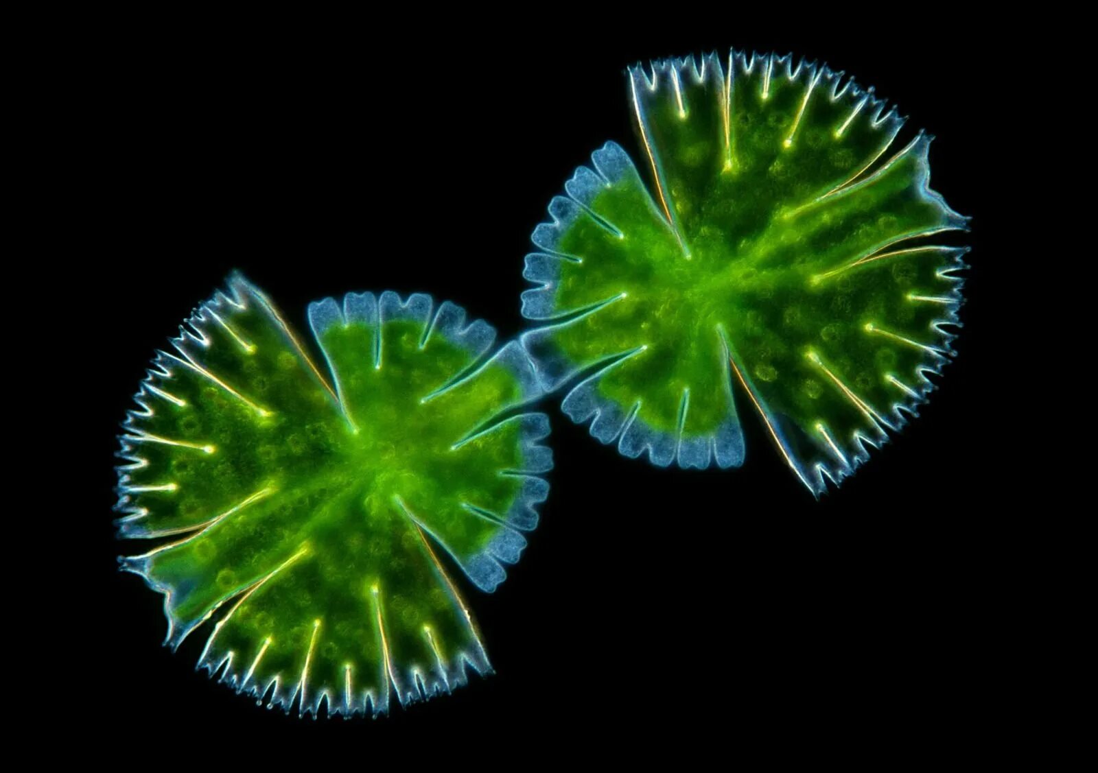 Маленькие водоросли. Микрастериас водоросль. Одноклеточные харовые водоросли. Ряска Вольфия. Десмидиевые водоросли.
