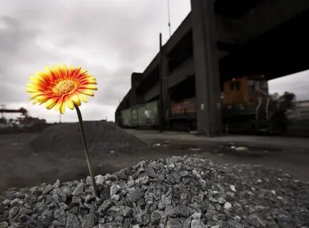 Environment crisis