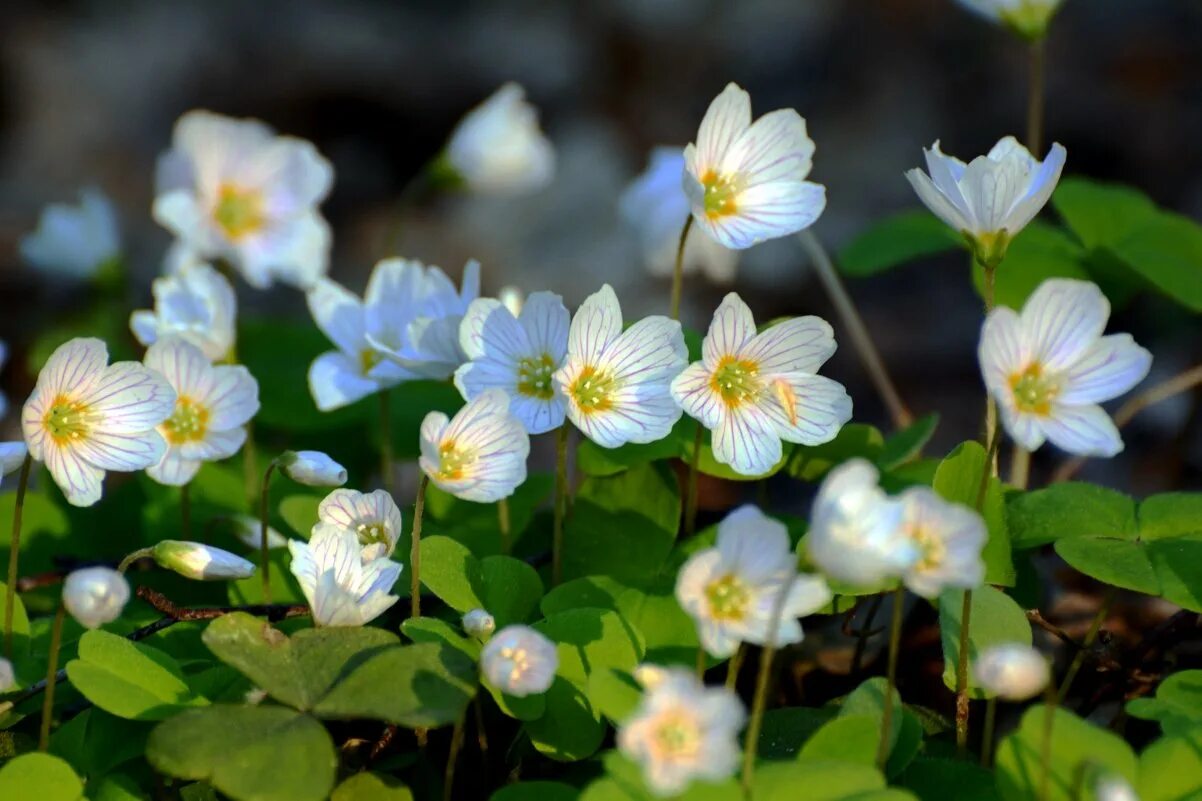 Презентация э. Снег и кисличка тест 4 класс. Снег и кисличка тест 4 класс. Снег и кисличка тест 4 класс. Рассказ про слепой дождь 3 класс.