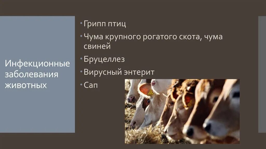 Инфекционные болезни животных. Чума крупного рогатого скота. Укажите инфекционные заболевания животных:. Примеры заболеваний животных