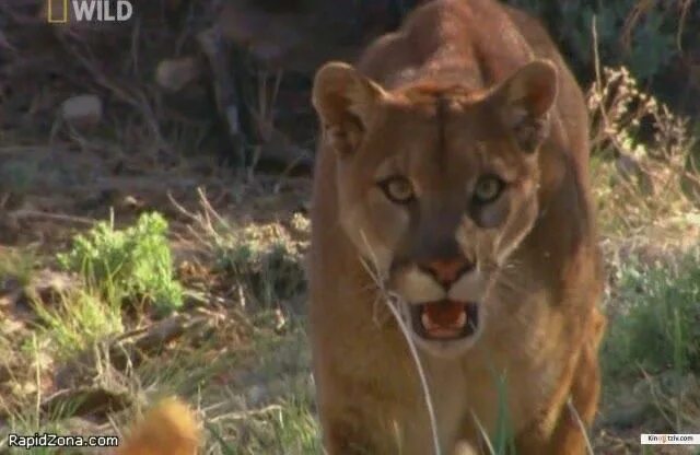 Серию про животных. Серию про животных. Серию про животных. Серию про животных. Серию про животных.