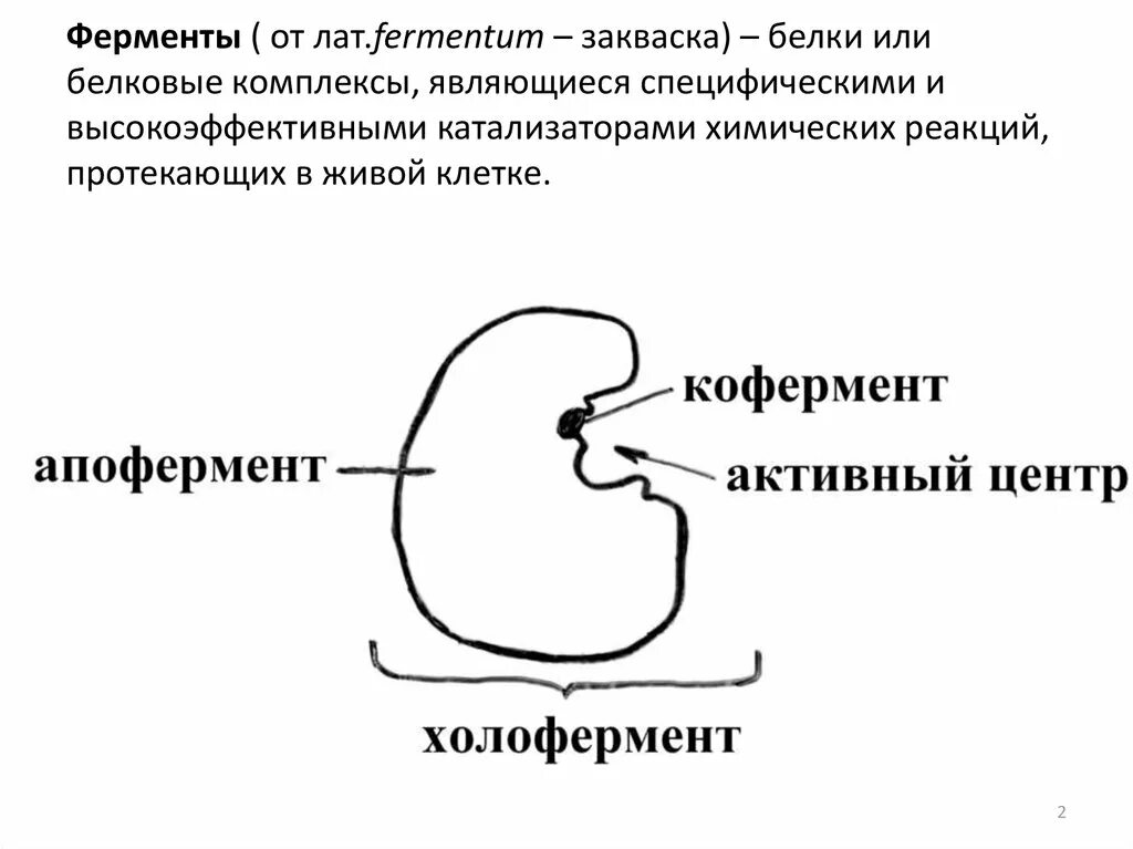 Ферменты сердца. Строение фермента кофермент и апофермент. Строение ферментов строение активного центра. Строение ферментов апофермент кофермент активный центр. Структура фермента схема.