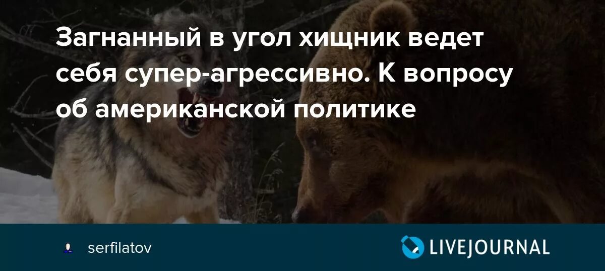 Загнанный в угол. Загнанный в угол зверь цитаты. Загнанный в угол зверь опасен вдвойне цитата.