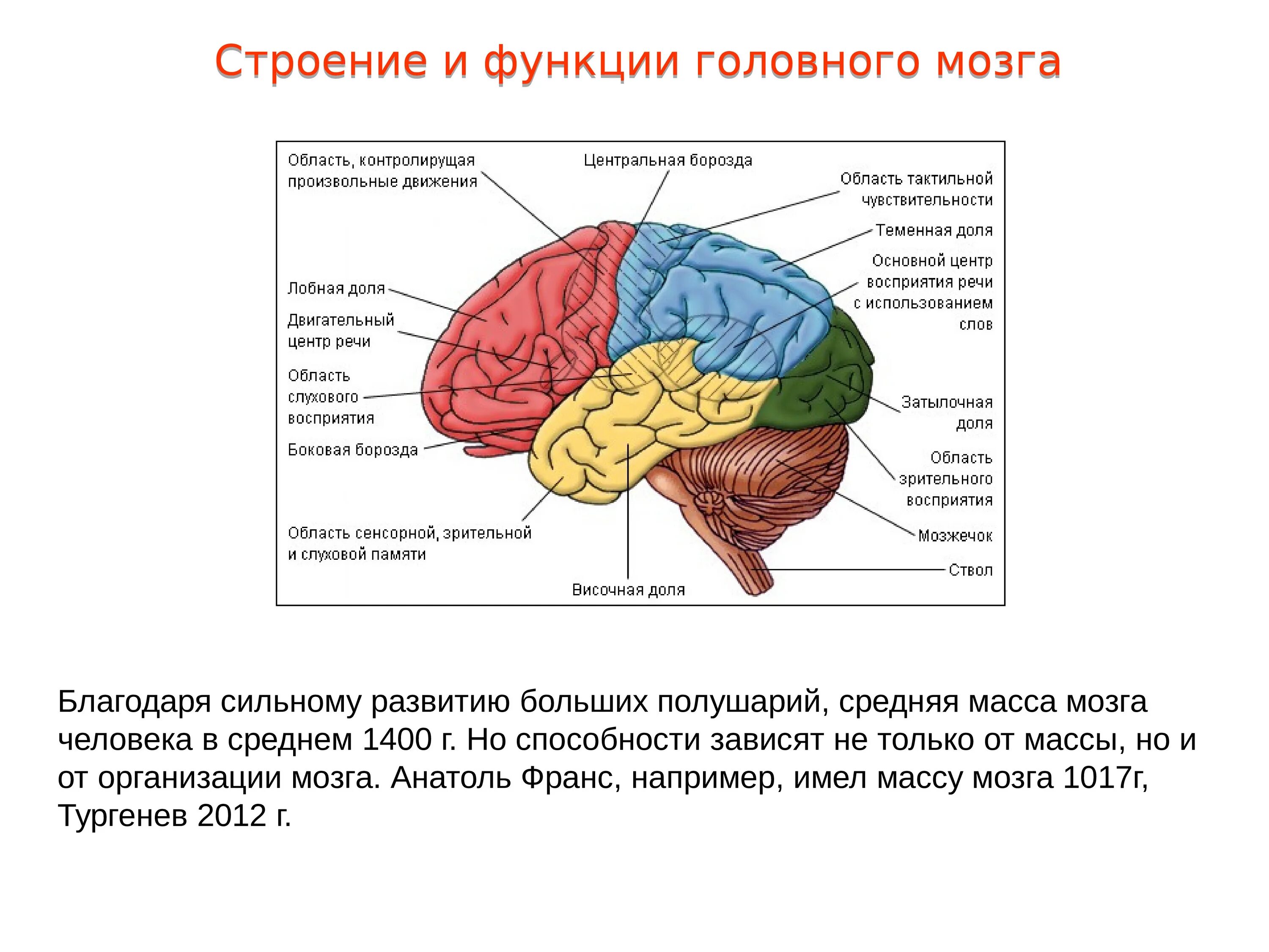 Зрительная функция слуховая функция