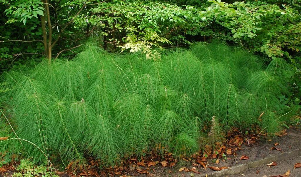 Хвощи хвойные. Хвощ Лесной трава. Хвощ (Equisetum). Хвощ большой Equisetum telmateia. Хвощ в Австралии.