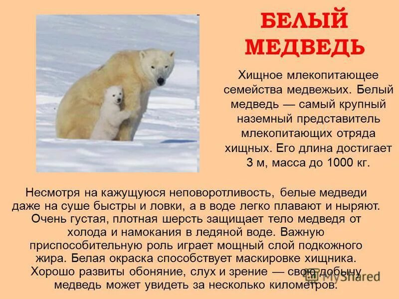 Медведь хищное млекопитающее. Медведь хищное млекопитающее. Медведь гризли. Горный медведь. Белый медведь описание.