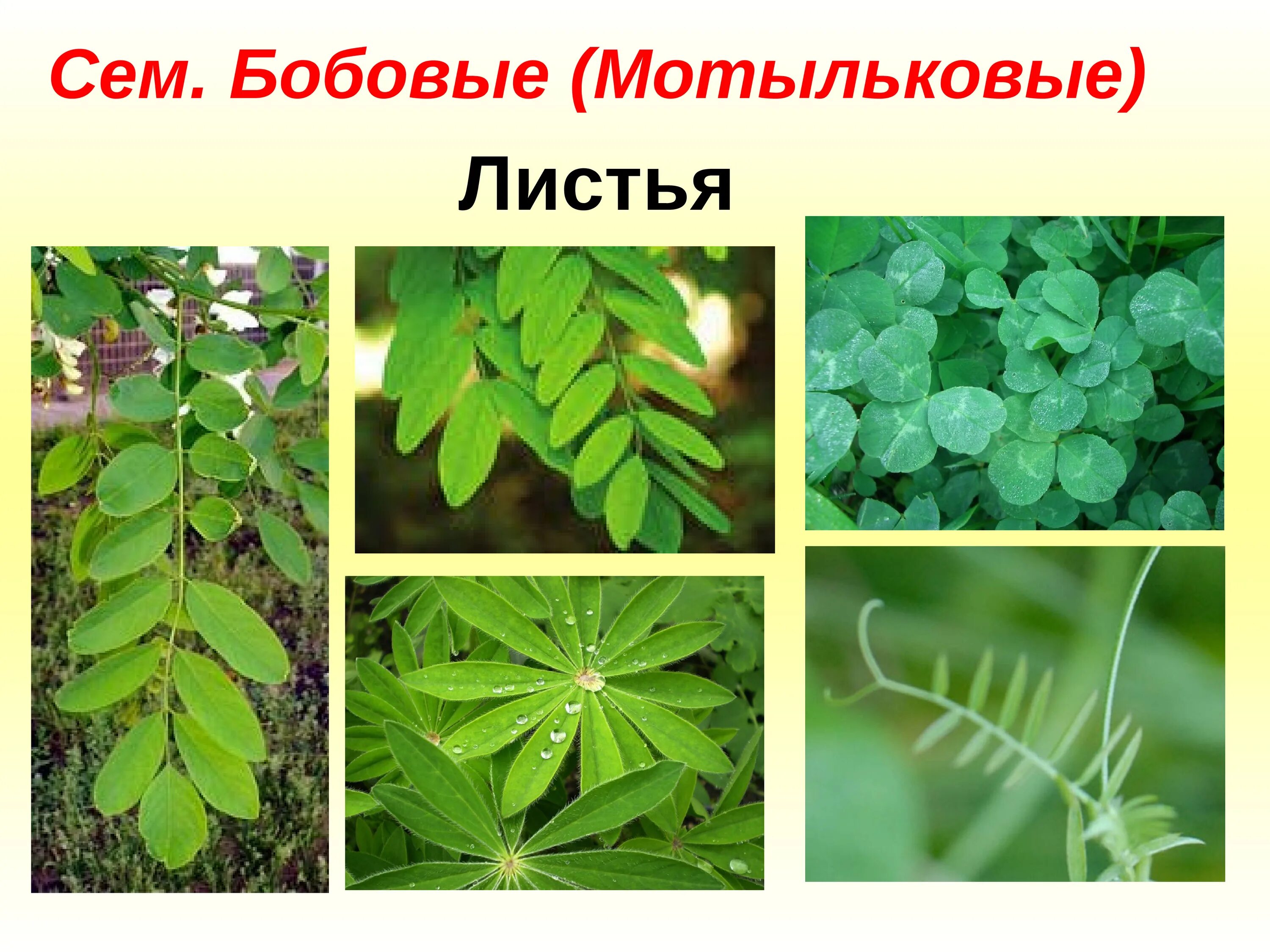 Боб примеры растений. Бобовые растения примеры. Боб примеры растений. Класс двудольные семейство бобовые. Семейство бобовые примеры растений.