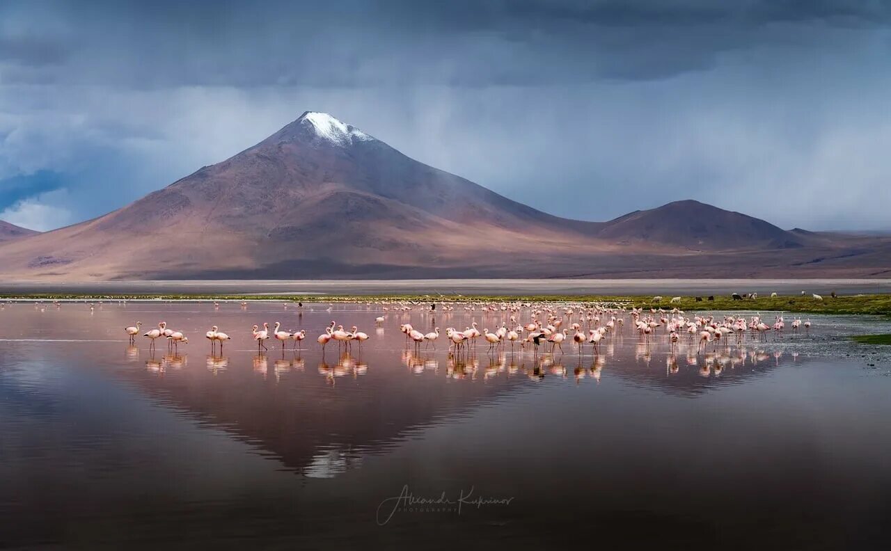 Минеральное озеро лагуна колорадо. Красная лагуна в чили. Лагуна колорадо озеро. Красное озеро боливия. Лагуна колорадо озеро.