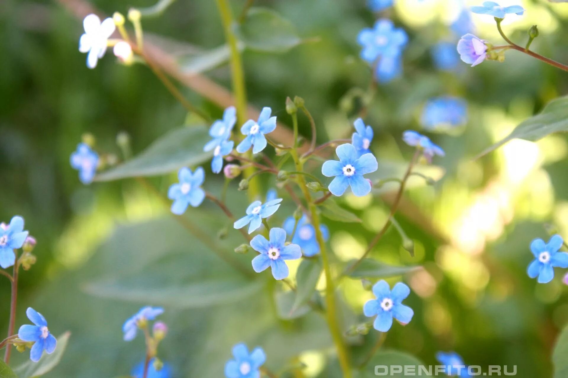 Незабудка редкоцветная. Незабудка Лесная Myosotis sylvatica. Незабудка Болотная куст. Незабудка Полевая. Трава с голубыми цветами на ш