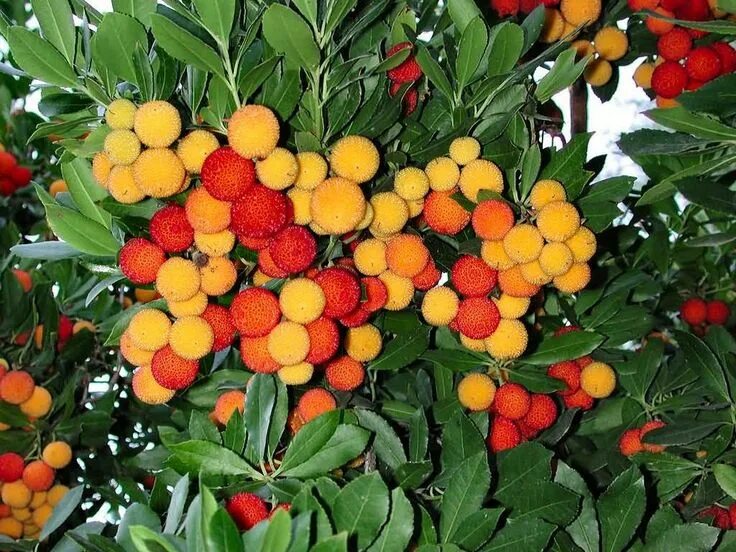 Pin on CHERVEN Strawberry tree, Tree seeds, Lychee tree