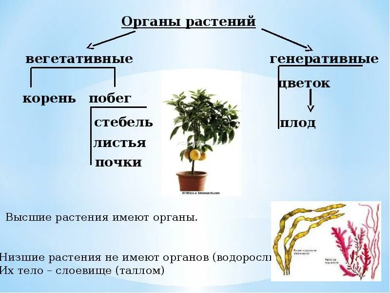 Из предложенного списка выберите низшие растения. Органы высших растений. Вегетативные и генеративные органы растений. Вегетативные органы высших растений. Вегетативные органы водорослей.