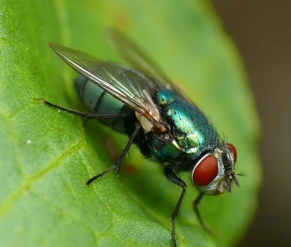 Сколько живут мухи. Муха навозная зеленая. Муха навозница. Муха (насекомое) навозница. Мушка навозная Муха.