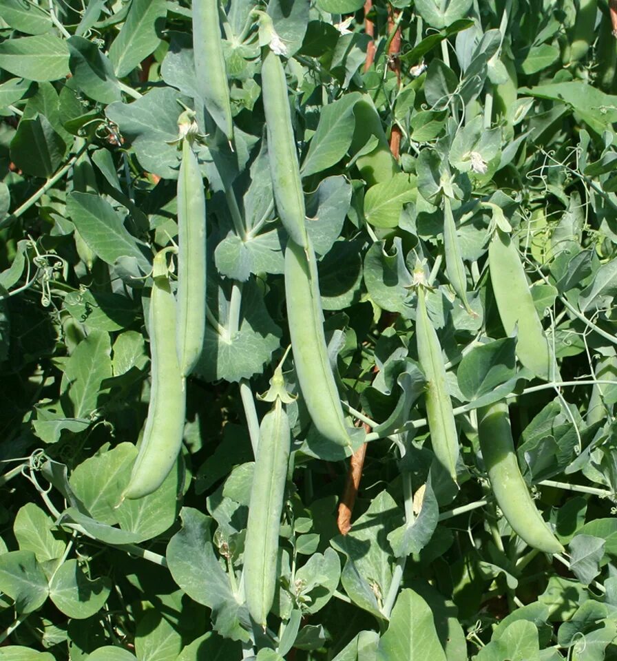 в популяции гороха посевного из 1200 особей. горох это покрытосеменное растение. в популяции гороха посевного из 1200 особей. жизненная форма гороха посевного. боб гороха стручок.