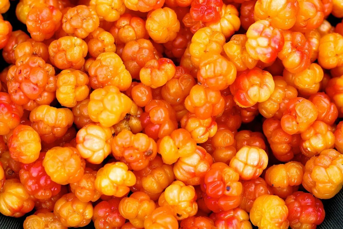 Cloudberry. Морошка ягода. Морошка (Rubus chamaemorus). Морошка Неспелая. Янтарная ягода Морошка.