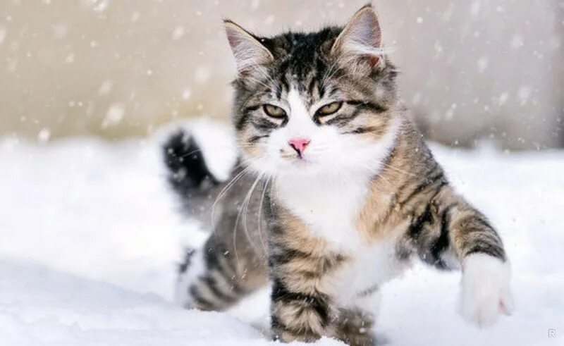 Как коты находят дорогу