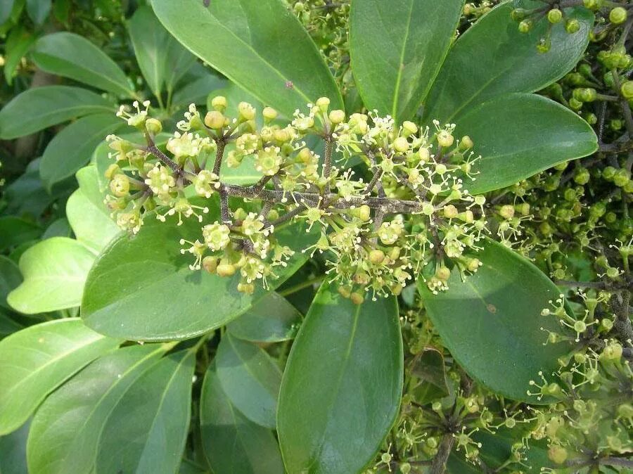 шефлера цветет. шефлера цветет. шефлера цветет. шефлера. Schefflera arboricola цветок.