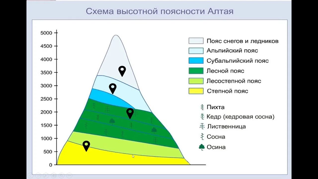 Уральские горы высотная поясность. Высотная поясность в горах Алтая. Схема ВЫСОТНОЙ поясности гор Алтая. Схема ВЫСОТНОЙ поясности в горах Алтая. Пояс гор Южной Сибири Высотная поясность.