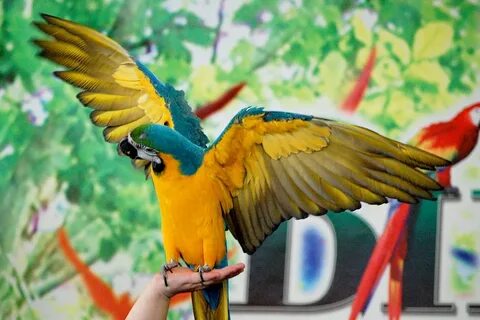 Крылья амазон