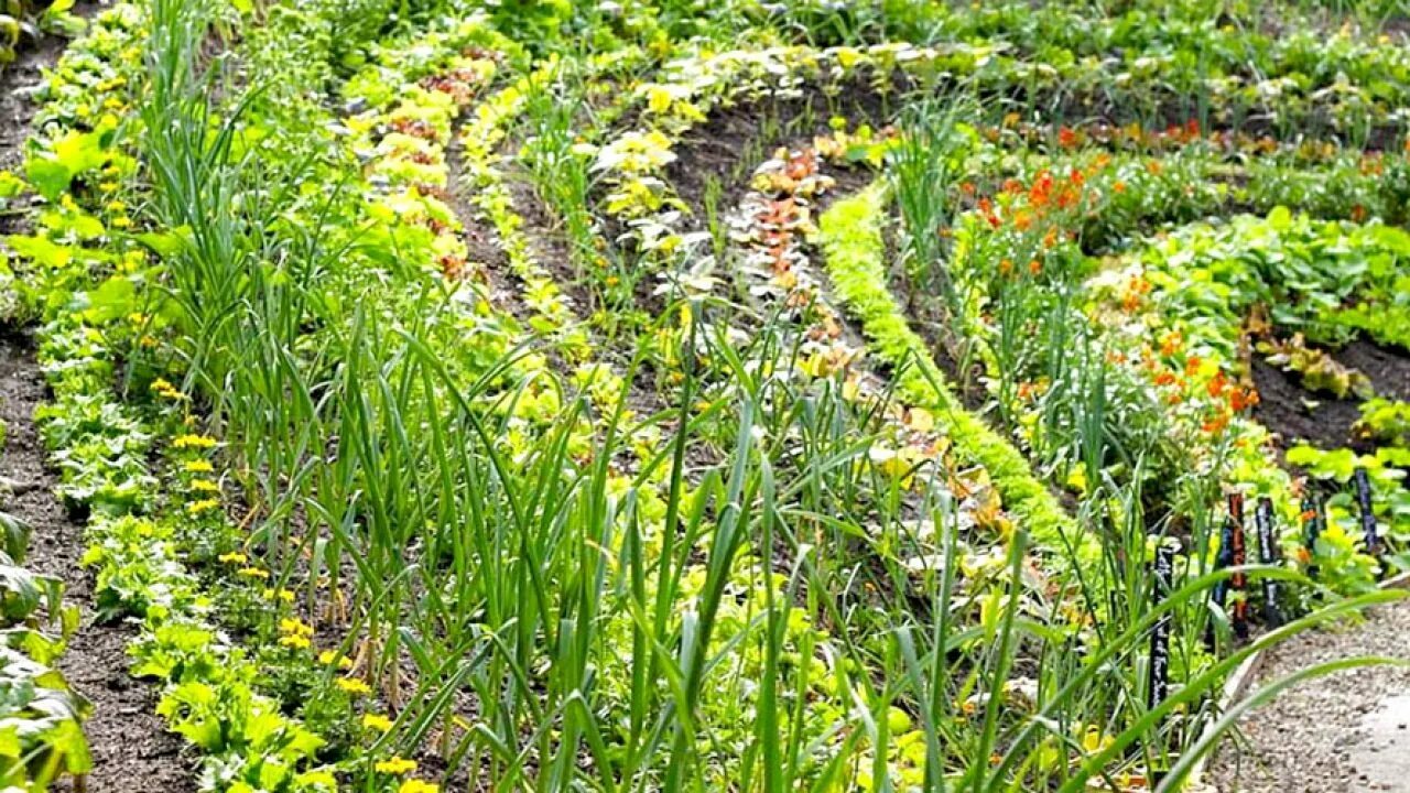 Смешанные грядки овощей. Грядки-клумбы мавританский дворик. Уплотняющая посадка. Капуста пермакультура. Лук в парнике.
