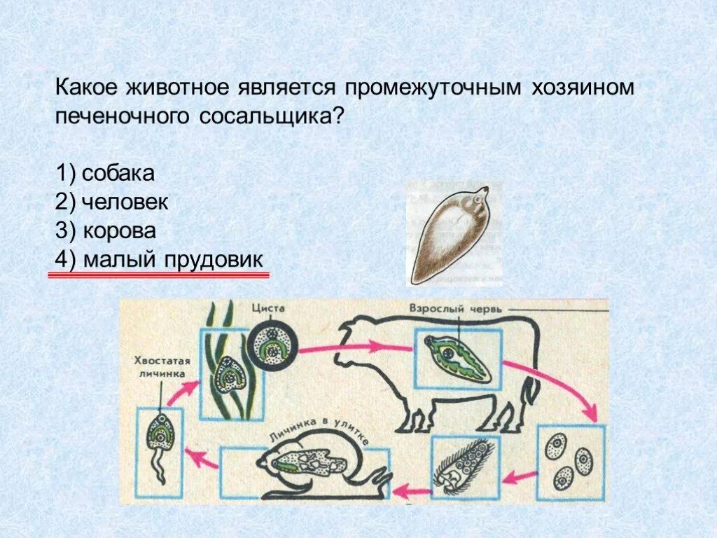 Хозяин печеночного сосальщика является. Промежуточный хозяин печеночного сосальщика малый прудовик. Цикл развития печеночного сосальщика промежуточный хозяин. Промежуточный хозяин печеночного сосальщика биология 7 класс. Основной хозяин печеночного сосальщика.