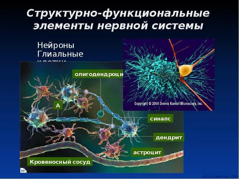 Иерархического соподчинения элементов нервной системы. Элементы нервной системы. Функциональные элементы нервной системы. Структурные элементы нервной системы. Структурные элементы нервной клетки.